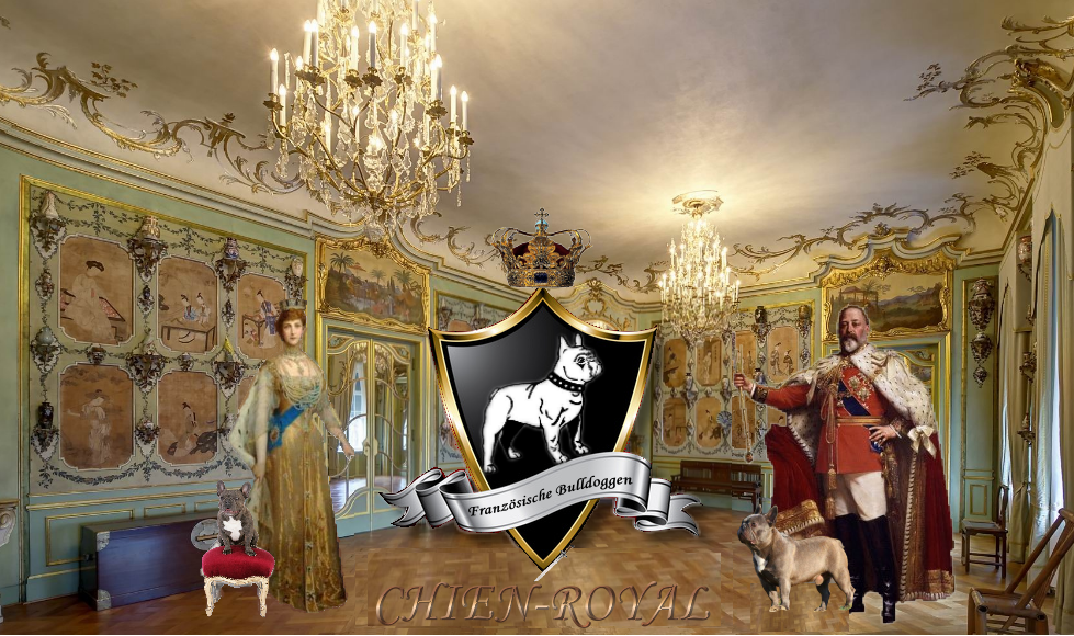 Knigliche Frenchies aus Goch
